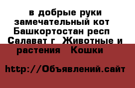 в добрые руки замечательный кот - Башкортостан респ., Салават г. Животные и растения » Кошки   